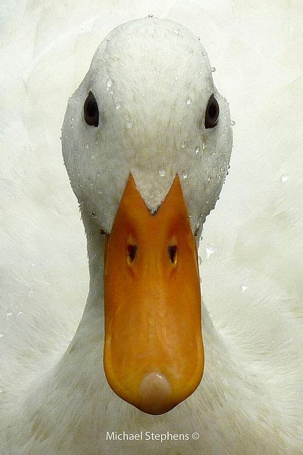 White Duck Face | Cute Animals