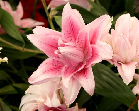 Lilium Oriental Hybrids | GardensOnline