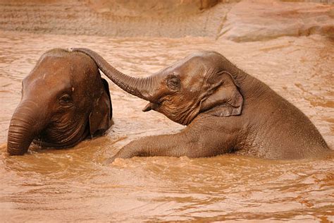 Baby Elephants Playing Stock Photos, Pictures & Royalty-Free Images ...