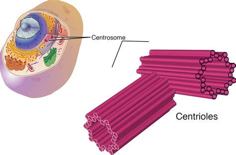 Qual A Função Do Centriolo - Funcao Do Centriolo Da Celula Vegetal