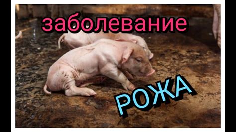 АПТЕЧКА СВИНОВОДА! ЛЕЧИМ РОЖУ. - YouTube