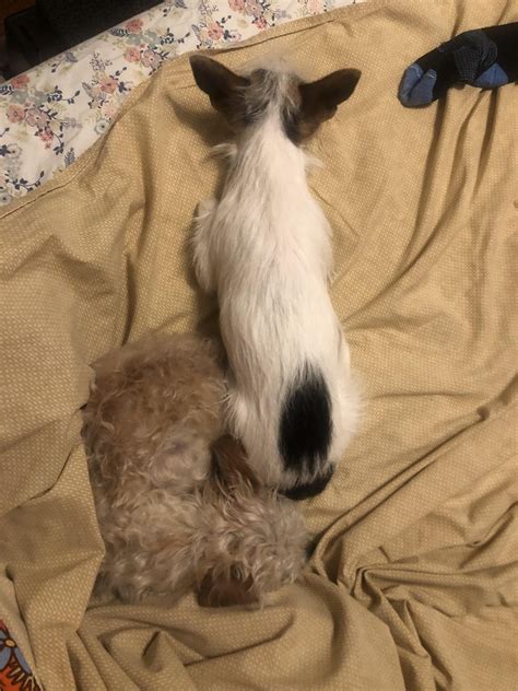 Dog Tetris : r/DOG