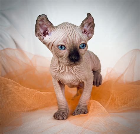 for sale sphynx cats 7