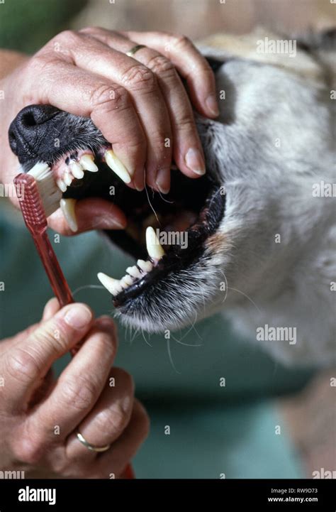 My dog Bertie,a male Beagle x Collie, having his teeth cleaned by his ...