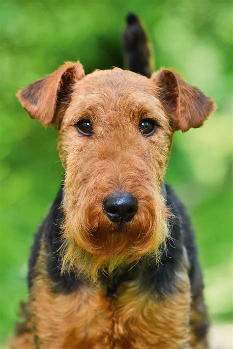 Finding an airedale terrier for sale is surprisingly easy this year 27