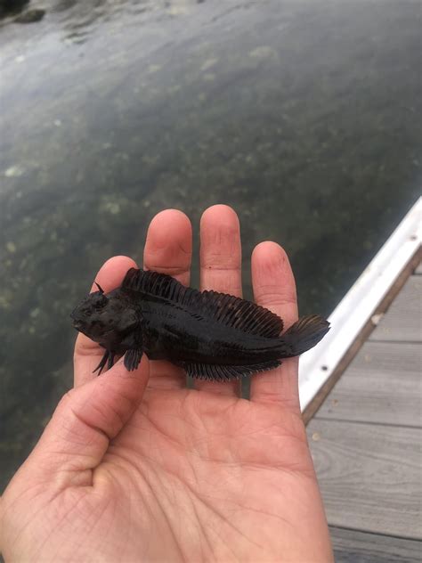 Male Rockpool Blenny : r/MicroFishing