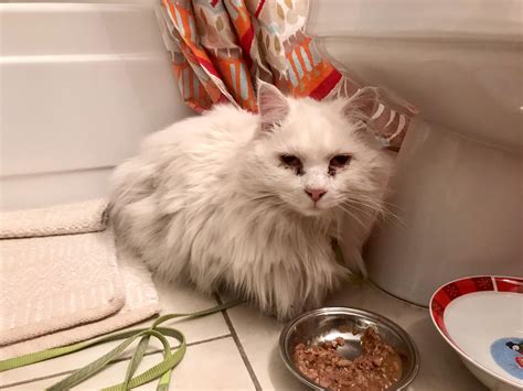 FINAL UPDATE: White, long-haired cat with 1 green and 1 blue eye found