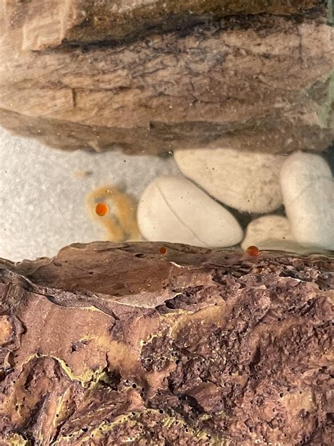 Red turtle poop after eating salmon : r/turtle