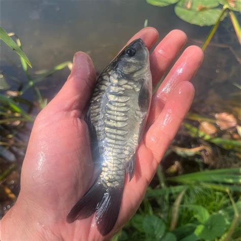 Devine Fisheries | Accrington