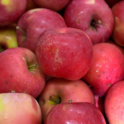 Fuji Apple Varieties