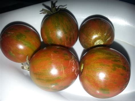 Growing Fresh Food From Supermarket Scraps – Mother Earth News