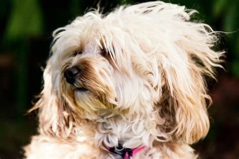 Fotos gratis : perrito, perro, vertebrado, raza canina, Lhasa apso, Caballero, Cavapoo, maltés