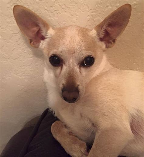 Chihuahua Named TobyKeith Is Crowned World's Oldest Living Dog | HuffPost Latest News
