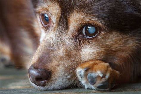 how to know if your dog has cataracts