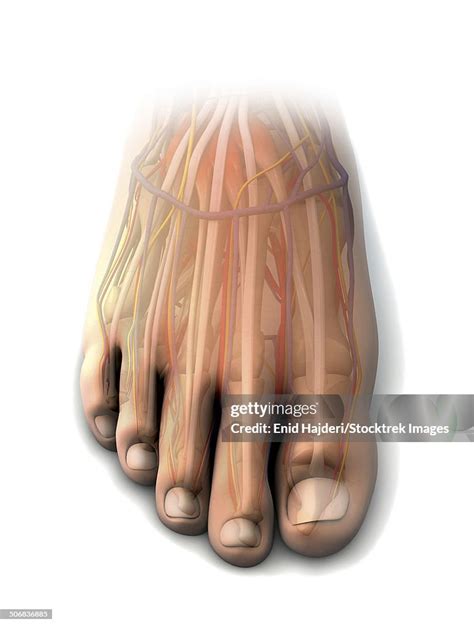 Dorsal Anatomy Of The Human Foot High-Res Vector Graphic - Getty Images