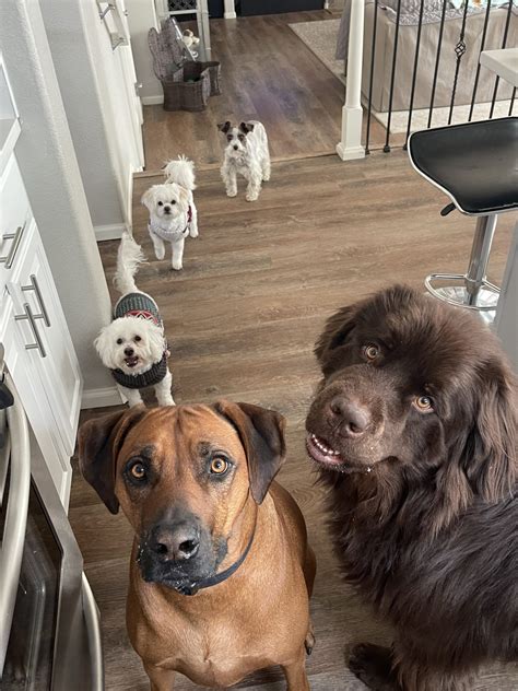 Galleries – MILO COUNTRY PET CARE