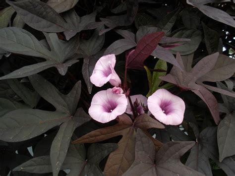 Ipomoea batatas (Convolvulaceae) image 17756 at PhytoImages.siu.edu