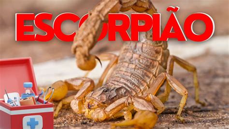 Picada De Escorpião Quanto Tempo Dura A Dor - Como tratar picada de escorpião? APRENDA agora como agir! - YouTube
