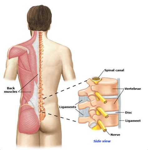 Neck, Back & Spine – Lower Back Pain