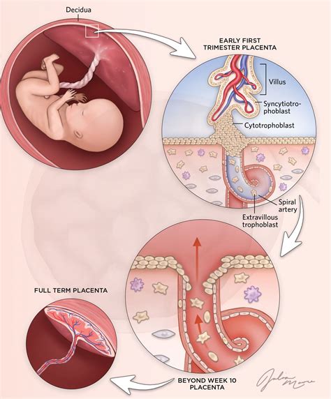 Infographic: Early Placenta Development Sets the Stage | The Scientist Magazine®