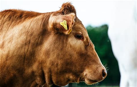 Boi: Arroba volta à casa dos R$ 230; oferta de carne no 1º semestre é ...