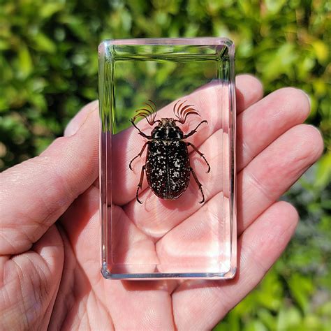 chafer beetle  resin insects  resin green beetle curiosities