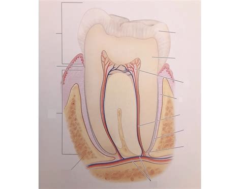 Tanden - dentes (svenska & latin) Quiz