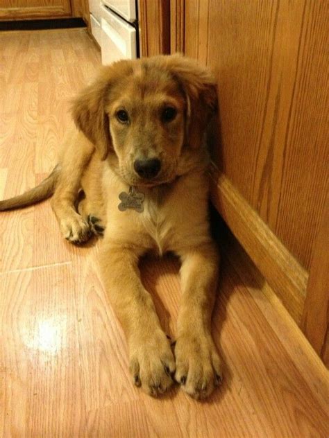 Golden retriever mix Golden Retriever Mix, Golden Retrievers, Pet ...