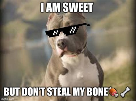 Pitbull Dog Meme - Goimages Base