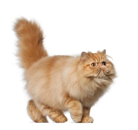 The 235 Best Persian Cat Names - LOL Cats