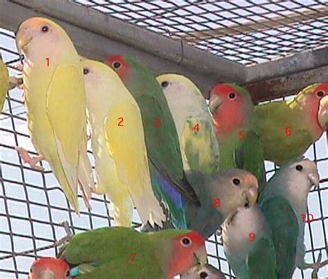 wide variety  peachface lovebirds mutations