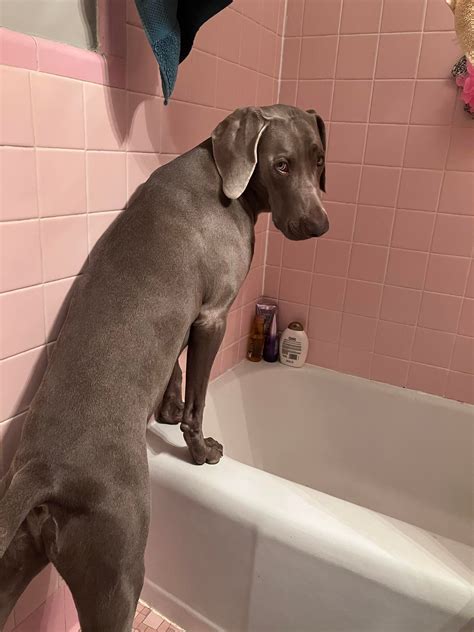 I now understand why people say Weims sit and sleep in such quirky ways