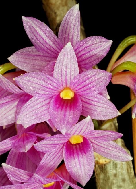 Rare Orchid Species Dendrobium Goldschmidtianum / Miyakei Mature Live