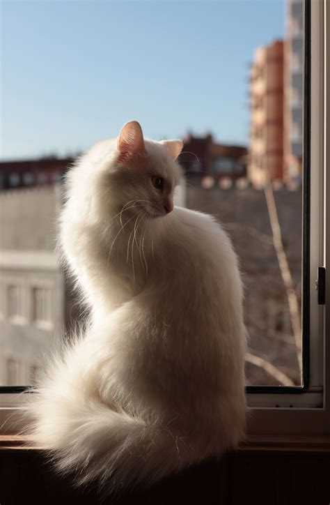 Turkish angora cat breed info pictures temperament traits – Artofit