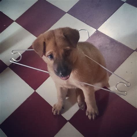 gerty pets best friend 1