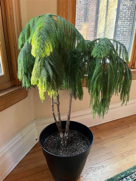 indoor plant    pine tree  toni esser blog