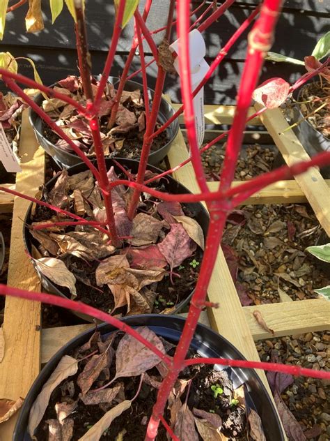 Cornus alba Sibirica