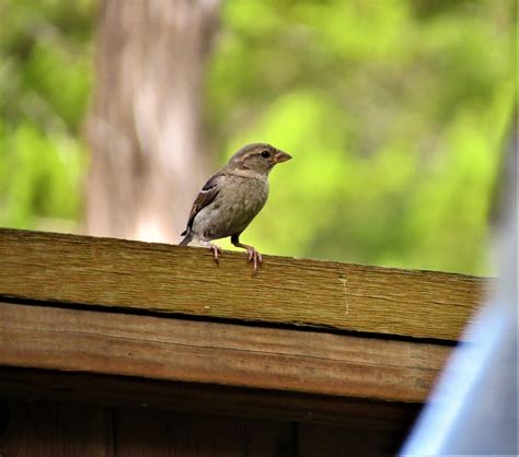 Bird Tiny Cute - Free photo on Pixabay