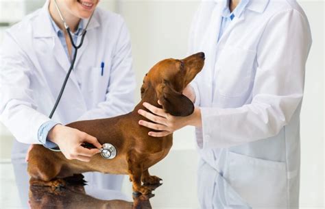 lab work matters   pet north orange animal hospital