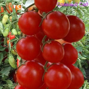 Томат Черри Люба - Описание,фото,отзывы! Купить семена!