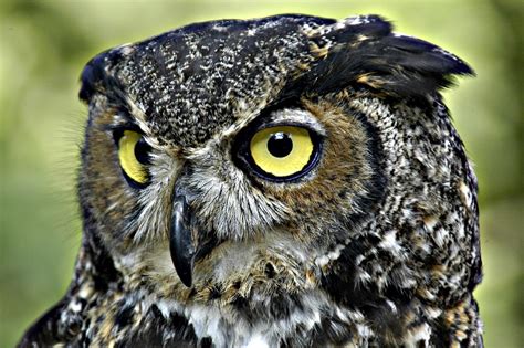 5 Largest Owls in the World - Largest.org