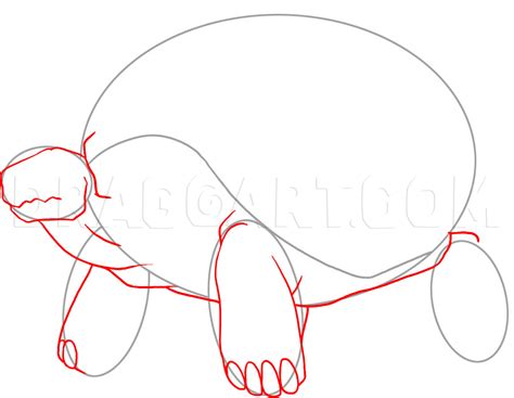 How To Draw A Desert Tortoise