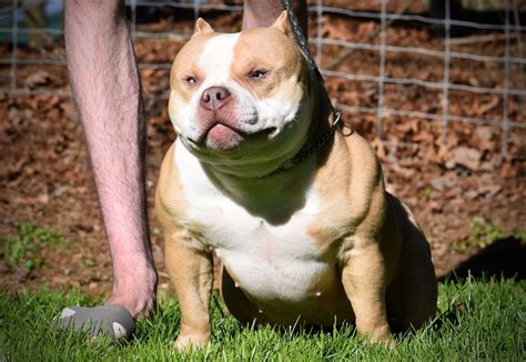 Pocket Bully Puppy Breed at Darcy Spaull blog