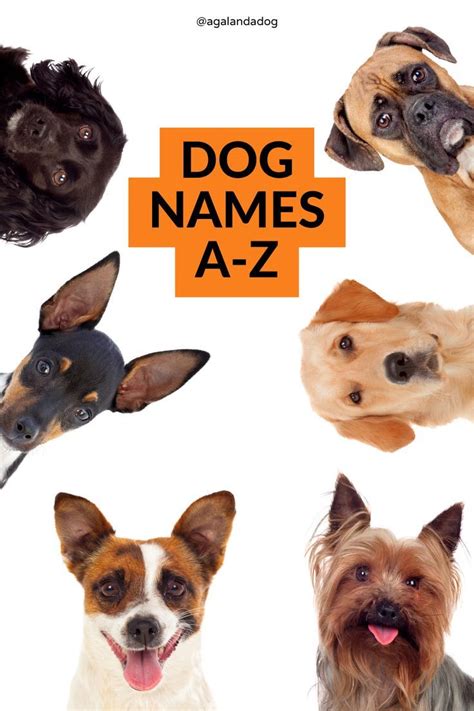 dog names ideas dog names names cute names  dogs