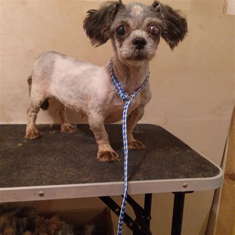 Dog for Adoption - Juju, a Shih Tzu in Charleston, AR | Alpha Paw
