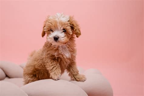 94 Brown Dog Names for Chocolate-Colored Pups | Great Pet Care