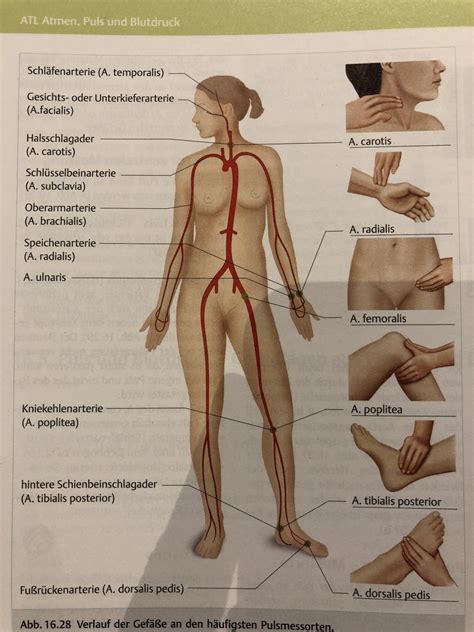 Vitalzeichen Diagram | Quizlet