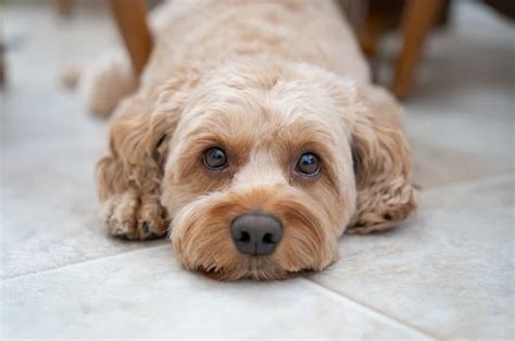 100+ Cockapoo Names: Name Ideas As Sweet As This Breed