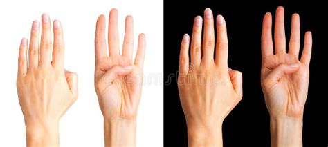 Set of Woman Hands Showing Four Fingers and Palm Stock Image - Image of ...