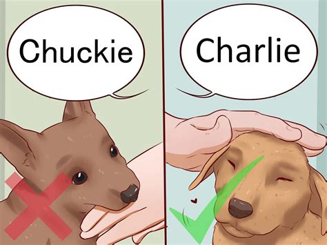 How To Potty Train Your Dog Wikihow